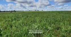 Fazenda à Venda 1.930 Hectares Potencial de Lavoura e Pecuária | Novo São Joaquim/ MT