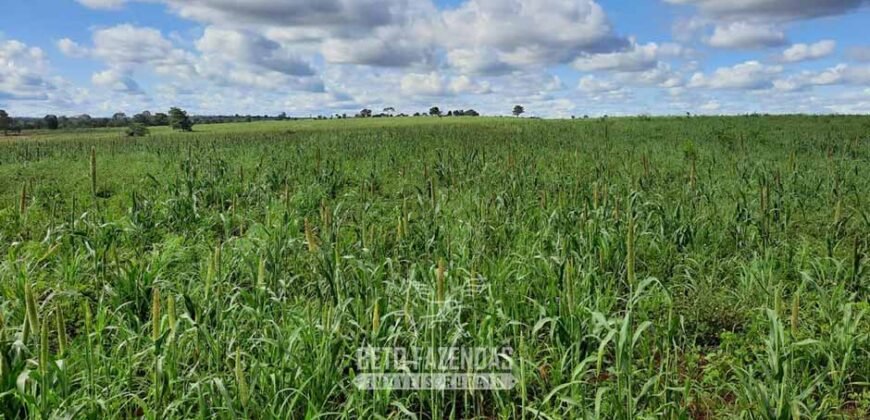 Fazenda à Venda 1.930 Hectares Potencial de Lavoura e Pecuária | Novo São Joaquim/ MT
