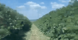 Fazenda à Venda de Café 640 Hectares Produção Industrial SUl de Minas | Região de Alfenas/ MG Fazenda à Venda de Café 640 Hectares Produção Industrial SUl de Minas | Região de Alfenas/ MG