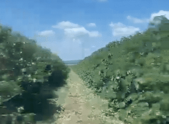 Fazenda à Venda de Café 640 Hectares Produção Industrial SUl de Minas | Região de Alfenas/ MG