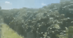 Fazenda à Venda de Café 640 Hectares Produção Industrial SUl de Minas | Região de Alfenas/ MG Fazenda à Venda de Café 640 Hectares Produção Industrial SUl de Minas | Região de Alfenas/ MG