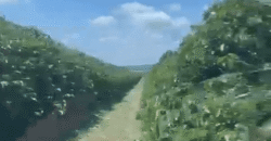 Fazenda à Venda de Café 640 Hectares Produção Industrial SUl de Minas | Região de Alfenas/ MG Fazenda à Venda de Café 640 Hectares Produção Industrial SUl de Minas | Região de Alfenas/ MG