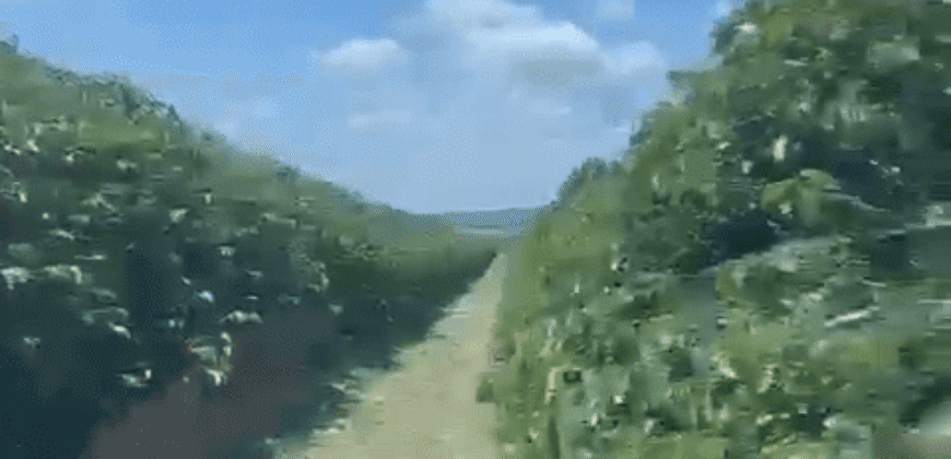 Fazenda à Venda de Café 640 Hectares Produção Industrial SUl de Minas | Região de Alfenas/ MG Fazenda à Venda de Café 640 Hectares Produção Industrial SUl de Minas | Região de Alfenas/ MG