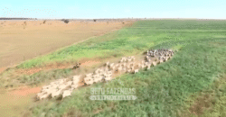 Fazenda à Venda 977 Hectares 90% Aproveitável Lavoura e Pecuária de Elite | Caiuá/SP