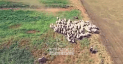 Fazenda à Venda 977 Hectares 90% Aproveitável Lavoura e Pecuária de Elite | Caiuá/SP