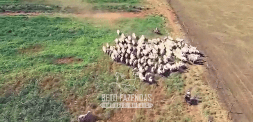 Fazenda à Venda 977 Hectares 90% Aproveitável Lavoura e Pecuária de Elite | Caiuá/SP