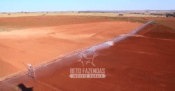 Fazenda à Venda 977 Hectares 90% Aproveitável Lavoura e Pecuária de Elite | Caiuá/SP