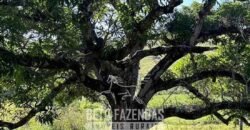 Sítio à Venda 19 Hectares para Pecuária em Muriaé/ MG