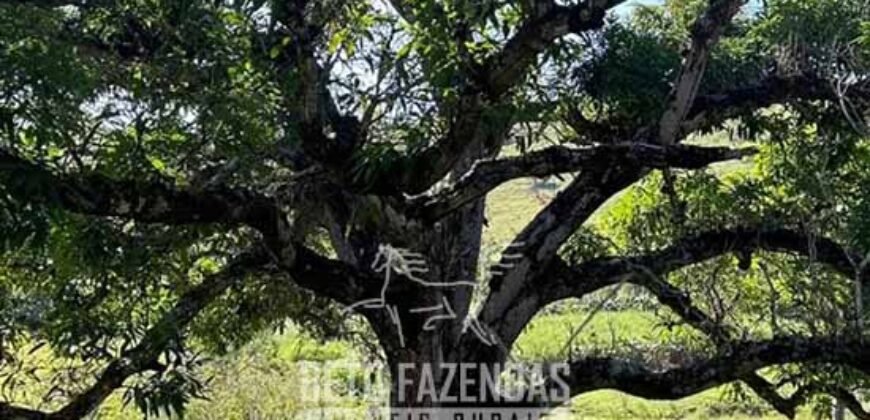 Sítio à Venda 19 Hectares para Pecuária em Muriaé/ MG