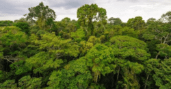 Fazenda à Venda 116.000 hectares para Investimento em Crédito de Carbono | Ipixuna/ AM