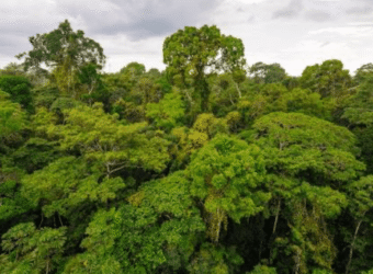 Fazenda à Venda 116.000 hectares para Investimento em Crédito de Carbono | Ipixuna/ AM