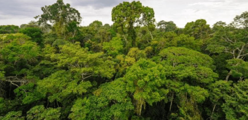Fazenda à Venda 116.000 hectares para Investimento em Crédito de Carbono | Ipixuna/ AM