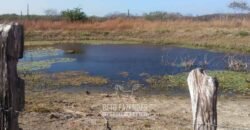 Fazenda à Venda 7.000 Hectares Lavoura Pecuária Reflorestamento | Pilão Arcado/BA