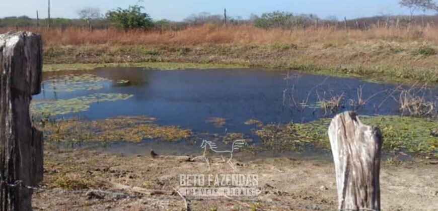 Fazenda à Venda 7.000 Hectares Lavoura Pecuária Reflorestamento | Pilão Arcado/BA