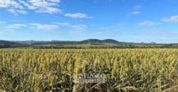 Fazenda à Venda 11.942 Hectares Completa e Certificação de Exportação Pecuária | Caiapônia/GO