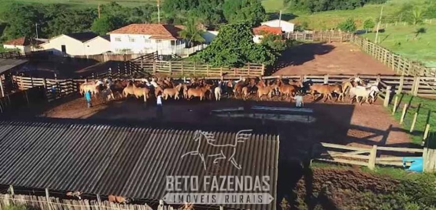 Fazenda à Venda 11.942 Hectares Completa e Certificação de Exportação Pecuária | Caiapônia/GO