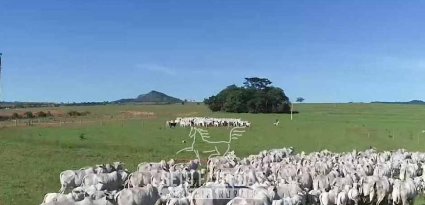 Fazenda à Venda 11.942 Hectares Completa e Certificação de Exportação Pecuária | Caiapônia/GO