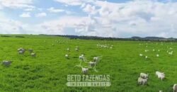 Fazenda à Venda 11.942 Hectares Completa e Certificação de Exportação Pecuária | Caiapônia/GO