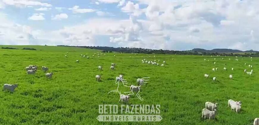 Fazenda à Venda 11.942 Hectares Completa e Certificação de Exportação Pecuária | Caiapônia/GO