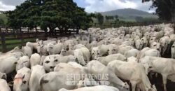 Fazenda à Venda 11.942 Hectares Completa e Certificação de Exportação Pecuária | Caiapônia/GO