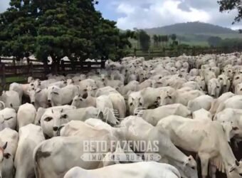 Fazenda à Venda 11.942 Hectares Completa e Certificação de Exportação Pecuária | Caiapônia/GO