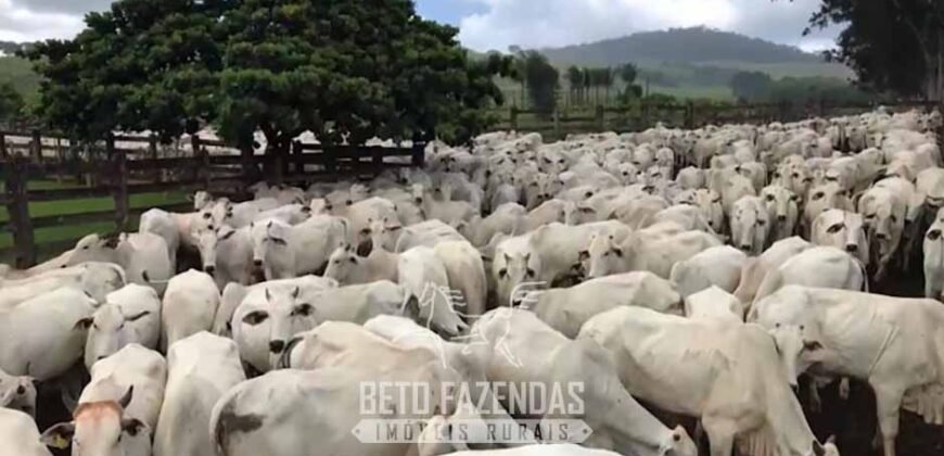 Fazenda à Venda 11.942 Hectares Completa e Certificação de Exportação Pecuária | Caiapônia/GO
