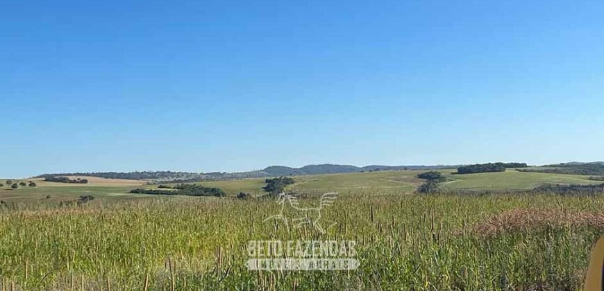 Fazenda à Venda 11.942 Hectares Completa e Certificação de Exportação Pecuária | Caiapônia/GO