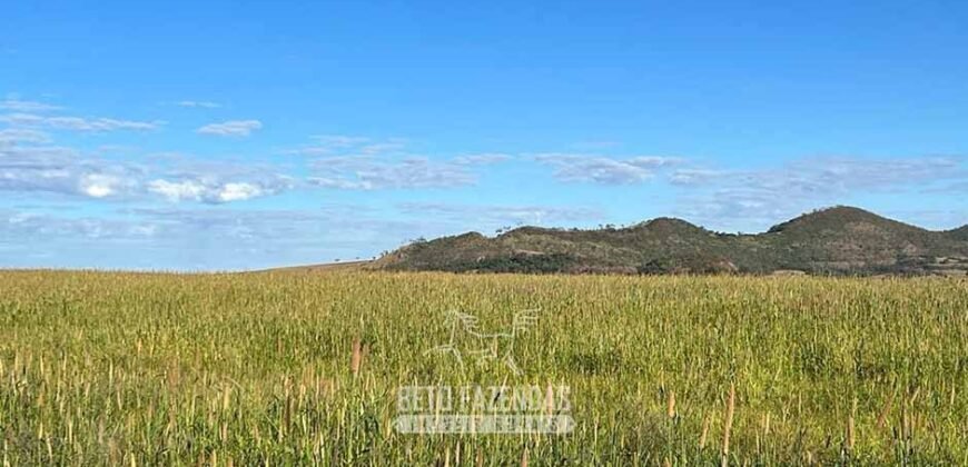 Fazenda à Venda 11.942 Hectares Completa e Certificação de Exportação Pecuária | Caiapônia/GO