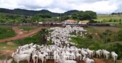 Fazenda à Venda 11.942 Hectares Completa e Certificação de Exportação Pecuária | Caiapônia/GO
