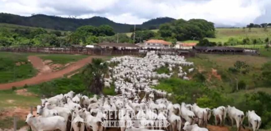 Fazenda à Venda 11.942 Hectares Completa e Certificação de Exportação Pecuária | Caiapônia/GO