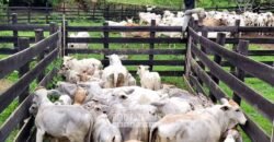 Fazenda à Venda 286 hectares Histórica e Produtiva Pecuária e Alambique | Sumidouro/ RJ