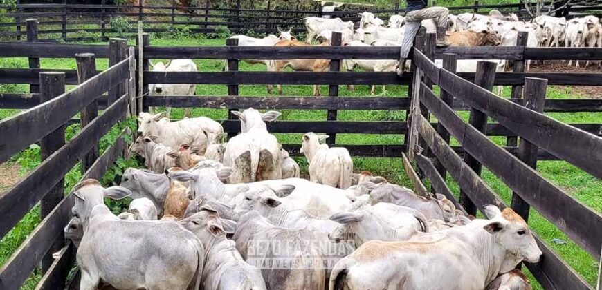 Fazenda à Venda 286 hectares Histórica e Produtiva Pecuária e Alambique | Sumidouro/ RJ