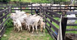 Fazenda à Venda 286 hectares Histórica e Produtiva Pecuária e Alambique | Sumidouro/ RJ