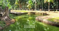 Fazenda à Venda 286 hectares Histórica e Produtiva Pecuária e Alambique | Sumidouro/ RJ