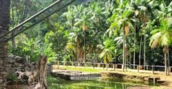 Fazenda à Venda 286 hectares Histórica e Produtiva Pecuária e Alambique | Sumidouro/ RJ