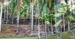 Fazenda à Venda 286 hectares Histórica e Produtiva Pecuária e Alambique | Sumidouro/ RJ