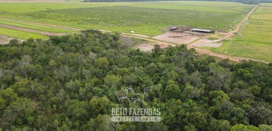 Fazenda à Venda 12.000 Hectares Dupla Aptidão Excelente Oportunidade | Colinas do Tocantins/TO