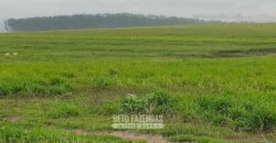 Fazenda à Venda 12.000 Hectares Dupla Aptidão Excelente Oportunidade | Colinas do Tocantins/TO