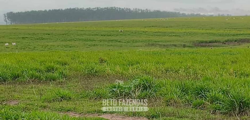 Fazenda à Venda 12.000 Hectares Dupla Aptidão Excelente Oportunidade | Colinas do Tocantins/TO
