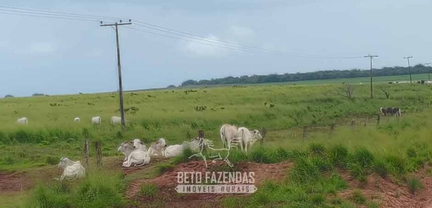 Fazenda à Venda 12.000 Hectares Dupla Aptidão Excelente Oportunidade | Colinas do Tocantins/TO