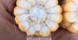 Fazenda à Venda 12.000 Hectares Dupla Aptidão Excelente Oportunidade | Colinas do Tocantins/TO