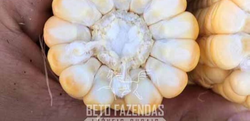 Fazenda à Venda 12.000 Hectares Dupla Aptidão Excelente Oportunidade | Colinas do Tocantins/TO