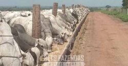 Fazenda à Venda 12.000 Hectares Dupla Aptidão Excelente Oportunidade | Colinas do Tocantins/TO