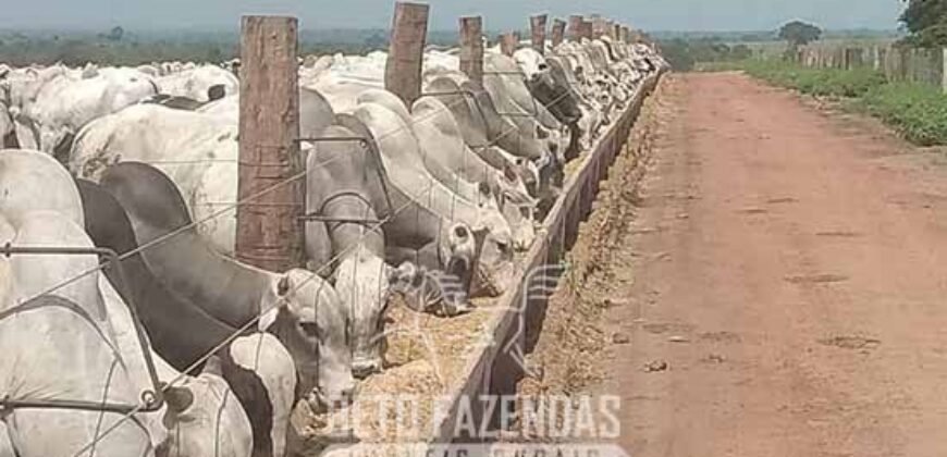 Fazenda à Venda 12.000 Hectares Dupla Aptidão Excelente Oportunidade | Colinas do Tocantins/TO