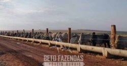 Fazenda à Venda 12.000 Hectares Dupla Aptidão Excelente Oportunidade | Colinas do Tocantins/TO