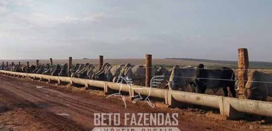 Fazenda à Venda 12.000 Hectares Dupla Aptidão Excelente Oportunidade | Colinas do Tocantins/TO