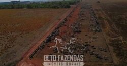Fazenda à Venda 12.000 Hectares Dupla Aptidão Excelente Oportunidade | Colinas do Tocantins/TO
