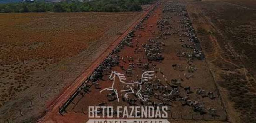 Fazenda à Venda 12.000 Hectares Dupla Aptidão Excelente Oportunidade | Colinas do Tocantins/TO