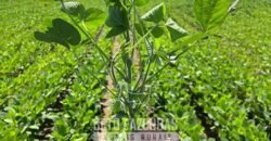 Fazenda à Venda 6.872 Hectares Total Infraestrutura para Agronegócio Pecuária | Tucuruí/ PA