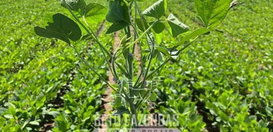 Fazenda à Venda 6.872 Hectares Total Infraestrutura para Agronegócio Pecuária | Tucuruí/ PA